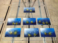 ��11�󡡥������֥饷��饳�������������ڥ���ȡ������֥饷���Ρ�ͭ�²�Ҿ�ë����Ź