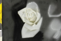 ��18�󡡥ꥢ�륨�����֥饷��������Ⱦ����������ڥ���ȡ������֥饷���Ρ�ͭ�²�Ҿ�ë����Ź