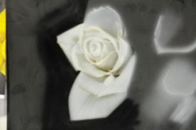 ֥饷  ڥ  ɥߥ ܥڥ  ü   ֥饷 䡼