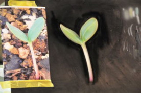 �ϥ��� ���� ���顼 �����ǥ� ���顼 �������� ���� �̿� ���� �����