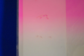 ͥȴġͥ륹ƥ󥷥ʥ֥饷ˡΣӡݣӣģμ̿