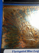 ���ͥ꡼�ե��꡼����Variegated Blue Leaf�������꡼�եѥå�