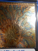 ���ͥ꡼�ե��꡼����Variegated Blue Leaf�������꡼�եѥå�