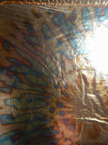 ���ͥ꡼�ե��꡼����Variegated Blue Leaf�������꡼�եѥå�