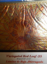 ���ͥ꡼�ե��꡼����Variegated Red Leaf�������꡼�եѥå�