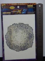 ���ңԣϣϣ̡��ͣɣΣɥ��꡼���������֥饷�ƥ�ץ졼��